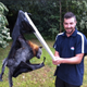 Illustration for article titled Giant Monster Bat Slain in Australia